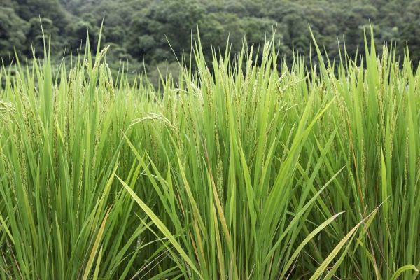 Flaherty, Dennis 아티스트의 Japan, Nara, Heguri-cho Growing rice stalks작품입니다.